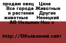  продам овец › Цена ­ 100 - Все города Животные и растения » Другие животные   . Ненецкий АО,Нельмин Нос п.